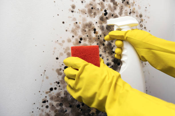 Best Post-Flood Mold Remediation in Pamplico, SC