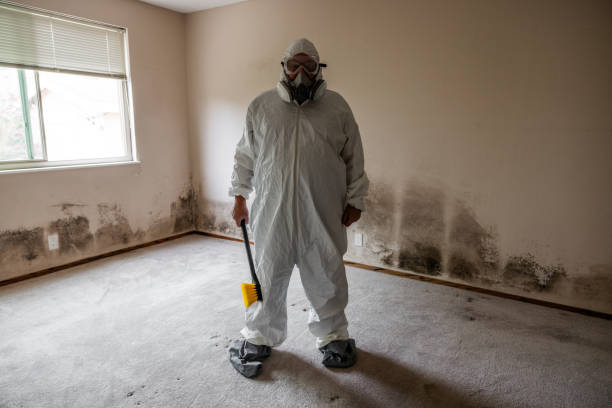 Best Residential Mold Remediation in Pamplico, SC